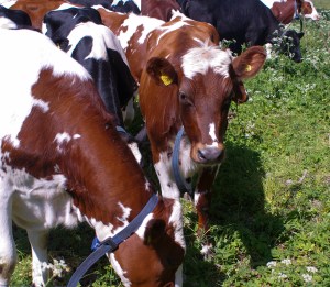 Foto: Linda Dahlström