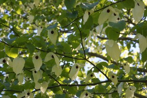 Näsduksträdet. Foto: Linda Dahlström