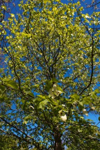 Näsduksträdet. Foto: Linda Dahlström