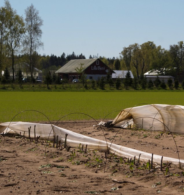 Sparrisodling, Lilla Bjers, Västerhejde. Foto: Linda Dahlström 