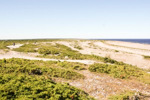 Langhammar. Foto: Linda Dahlström