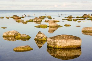 Vindstilla hav med gäss på besök. Foto: Linda Dahlström