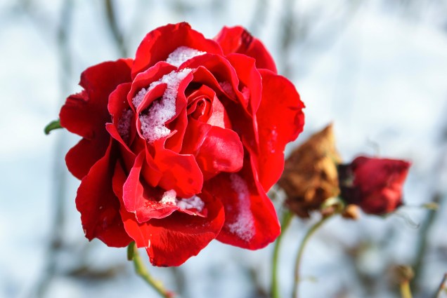 Ros, Botaniska trädgården